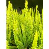 Calluna vulgaris Sydney (2)