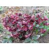 Čemeřice 'HGC® Ice n' Roses Brunello' - Helleborus 'HGC® Ice n' Roses Brunello'