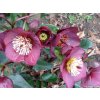 108203 1 cemerice hgc ice n roses bennotta helleborus hgc ice n roses bennotta