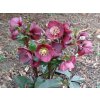 108203 2 cemerice hgc ice n roses bennotta helleborus hgc ice n roses bennotta