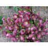 Čemeřice 'HGC® Ice n' Roses Bennotta' - Helleborus 'HGC® Ice n' Roses Bennotta'