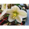 108209 1 cemerice hgc joker helleborus hgc joker
