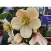 108209 2 cemerice hgc joker helleborus hgc joker