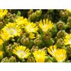 Delosperma cooperi Ice Cream 'Yellow'