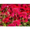 Echinacea Sombrero Double Cranberry (1)