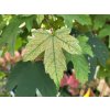 Acer pseudoplatanus Miss Ruby (2)