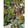 Cercis Black Pearl (4)