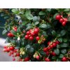 vavmiss Vaccinium Miss Cherry Flower