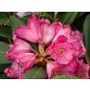 Rhododendron Wine and Rose