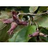 Líska největší 'Purpurea'