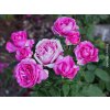 Stromková růže 'Carmen Würth®'