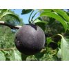 Slivoň 'Black Apricot'