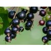 Ribes nigr. 'WELLINGTON XXX 750x750