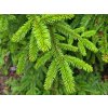 Picea mariana 'Horstmann' (1)