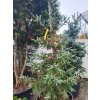 Picea glauca 'Coerulea Hudsonica' (3)