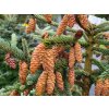 Picea glauca 'Coerulea Hudsonica'2 (2)