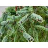 Picea glauca 'Coerulea Hudsonica' (1)