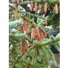 Picea glauca 'Coerulea Hudsonica' (2)
