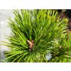 Pinus heldreichii�'Hald Koryta' (1)