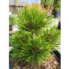 Pinus heldreichii�'Hald Koryta' (2)