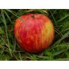Malus Red Boskoop (2)