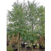 Robinia pseudoacacia 'Sandraudiga'