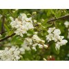 Robinia pseudoacacia 'Sandraudiga'