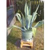 109917 1 agave americka