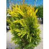 Thuja plicata '4ever' (1)