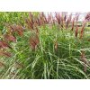 Ozdobnice čínská 'Red Chief'- Miscanthus sinensis 'Red Chief'