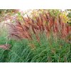 Ozdobnice čínská 'Red Chief'- Miscanthus sinensis 'Red Chief'