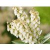 Pieris Debutante