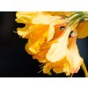 azalea christopher wren