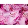 Rhododendron Constanze (2)