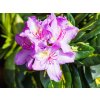 Rhododendron Goldflimmer (1)