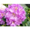 Rhododendron Goldflimmer (2)
