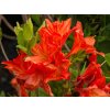 Azalea Saturnus