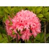 Azalea Millenium