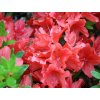 Japonská azalka 'Juliette®'