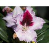 Rhododendron Kabarett (2)