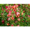 Cytisus Red Lion (2)