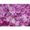 Rhododendron Roseum Elegans (1)