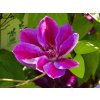 Clematis 'Akaishi' (1)