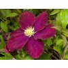 Clematis 'The Heroes of Warsaw'