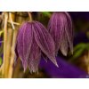 Clematis Violet Surprise (2)