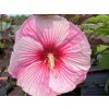 Ibišek bahenní SUMMERIFIC® 'Starry Starry Night'- Hibiscus SUMMERIFIC® 'Starry Starry Night'