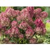 Hortenzie latnatá 'Petite Star'