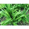 angustifolia