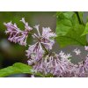 Syringa Jaga (4)