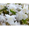 Begonie 'Pendula White'